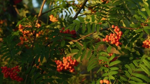 Red rowan berries grow in clusters on the bush. Vídeo Stock 280772594