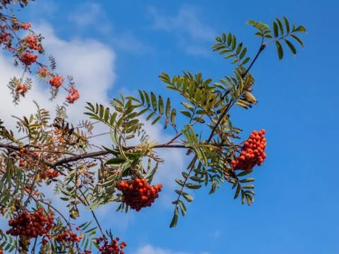 Red Rowan berries Stock Photos