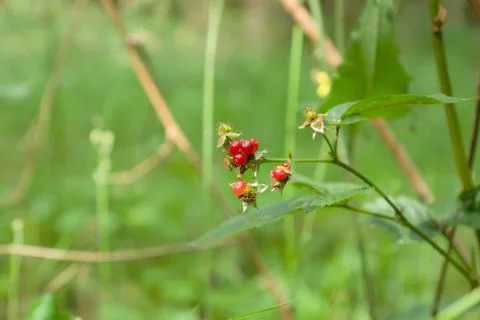 Red rowan berries Stock Photos