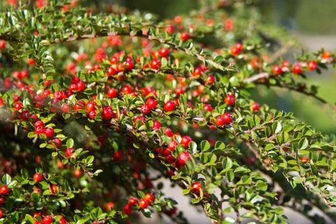 Red rowan berries Foto stock