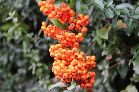 Red rowan berries Stock Photos