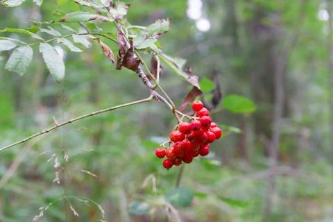 Red rowan berries Stock Photos