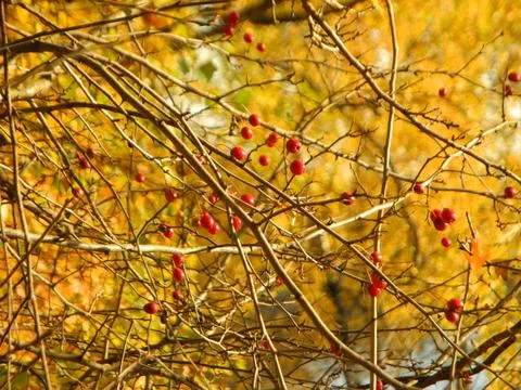 Red rowan berries Foto stock