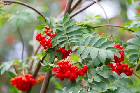 Red Rowan berries Stock Photos