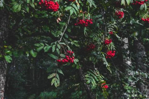 Red rowan berries on rowan tree Foto stock