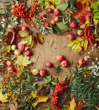 Red rowan berries, small apples, sea buckthorn, wild grape branches, maple le Stock Photos