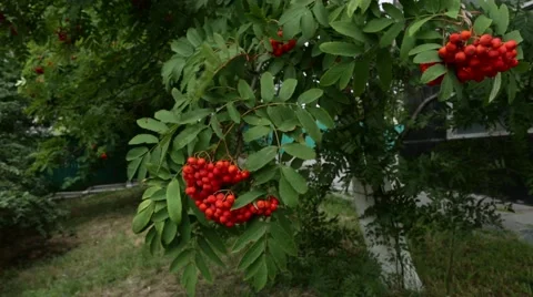 Red rowan berries summer. Video stock 53123878