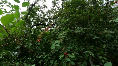 Red rowan berries summer. Stock Footage 53123884