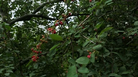 Red rowan berries summer. Stock Footage 53123897