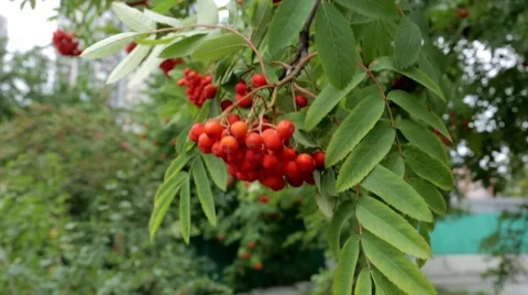 Red rowan berries summer. Stock Footage 53123923