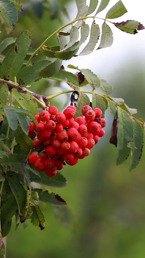 Red rowan berries swaying on branch in autumn. Vertical Stock Footage 342935548