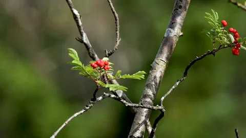 Red rowan berries on thin tree branch swaying in gentle wind during autumn .. Stock Footage 332581221