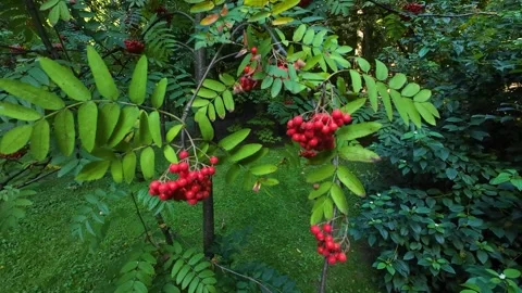 Red rowan berries on tree branches in a summer park. Video stock 314946930