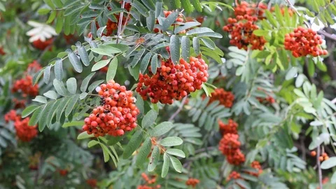 Red rowan berries on a tree. Medicinal plant Stock-Footage 113288036
