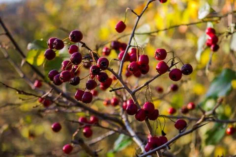 Red Rowan Berries On The Tree Stock Photos