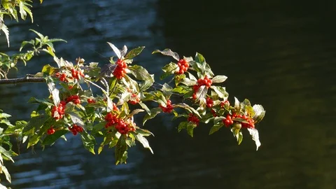 Red rowan berries at a waters, Germany Stock Footage 117040615