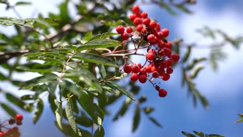 Red rowan berry sways in the light autumn wind Video stock 209161391
