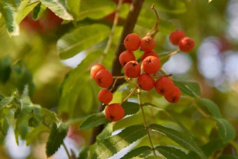 Red rowan on the branch Stock Photos