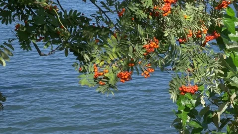 Red Rowan branches hanging above blue water Stock Footage 74716592