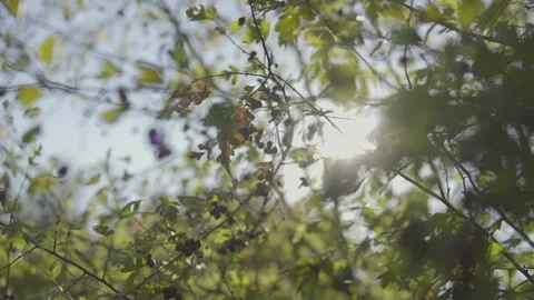 Red rowan bunch at sunset against the sky backlight Stock Footage 96199524