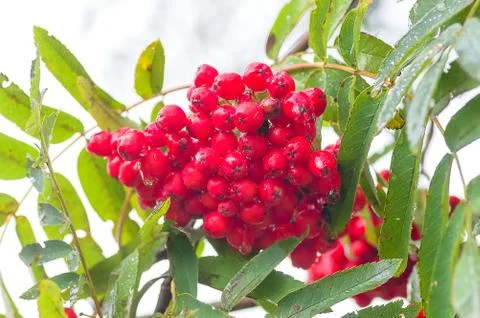 Red Rowan close-up Stock Photos