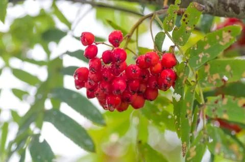 Red Rowan close-up Stock Photos