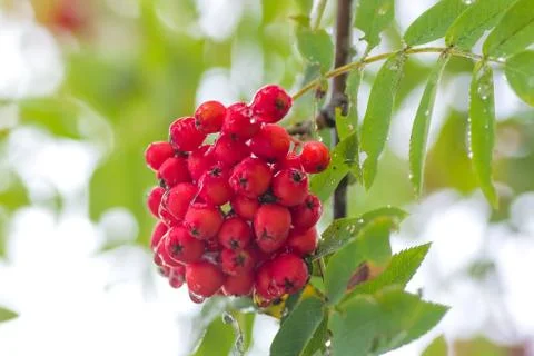 Red Rowan close-up Stock Photos