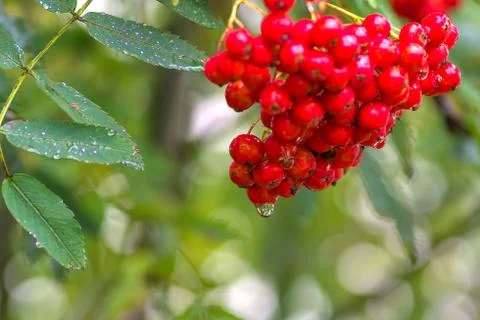 Red Rowan close-up Stock Photos