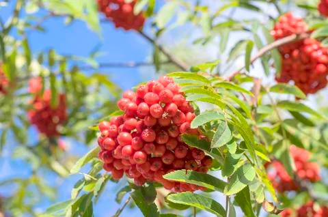 Red Rowan close-up Stock Photos