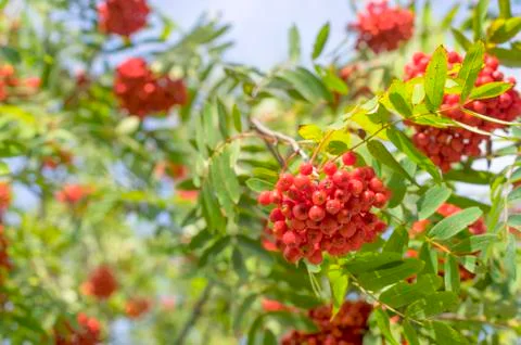 Red Rowan close-up Stock Photos