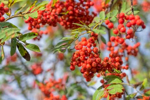 Red Rowan close-up Stock Photos