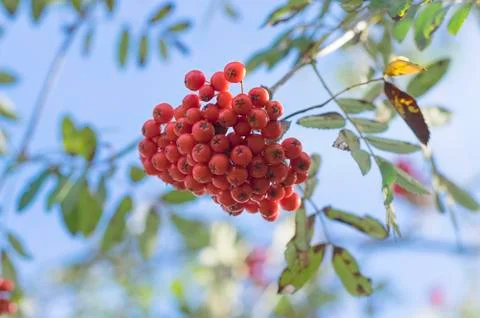Red Rowan close-up Stock Photos