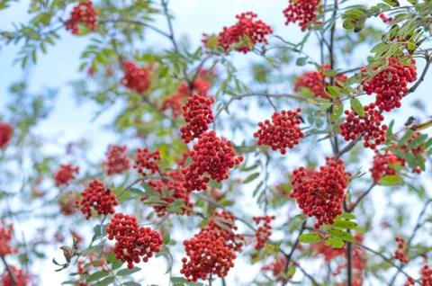 Red Rowan close-up Stock Photos