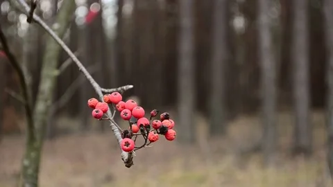 Red rowan Video stock 143223450