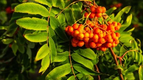 Red rowan grows on a tree Stock Photos