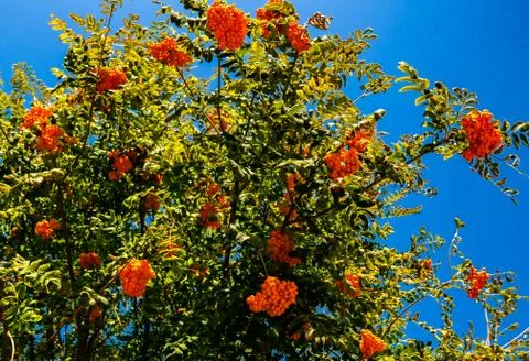 Red rowan grows on a tree Stock Photos