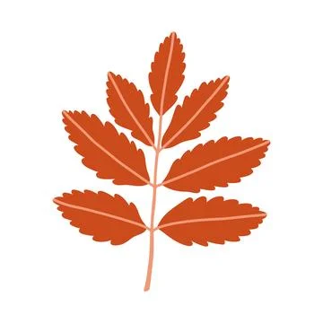Red rowan leaf branch isolated on white background. Simple autumn fall leaf for Stock Illustration
