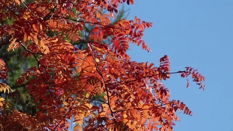 Red rowan leaves on the wind Stock Footage 102691416