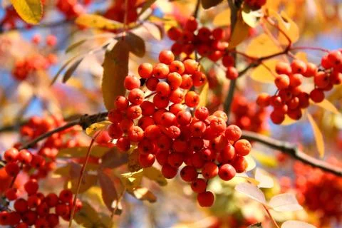 Red rowan Stock Photos