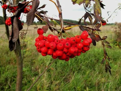 Red rowan  Stock Photos