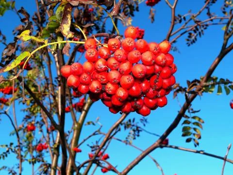 Red rowan Stock Photos