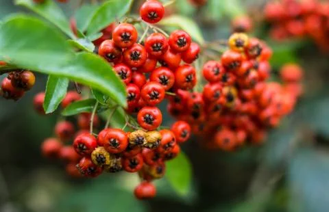 Red rowan Stock Photos
