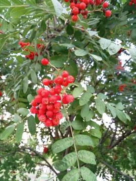 Red rowan Stock Photos