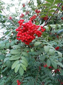 Red rowan Stock Photos