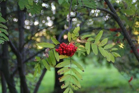 Red rowan Stock Photos