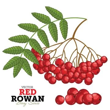 Red Rowan Set, Vector. Stock Illustration