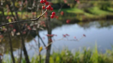 Red rowan on a slope. 動画素材 47247243