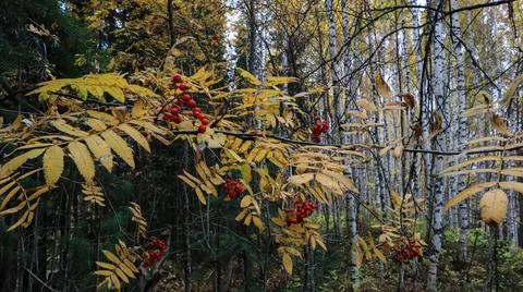 Red rowan on a tree against a background of trees Foto stock