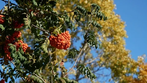 Red rowan on a tree Stock Footage 100848965