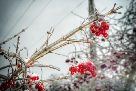Red rowan tree in winter forest Foto stock